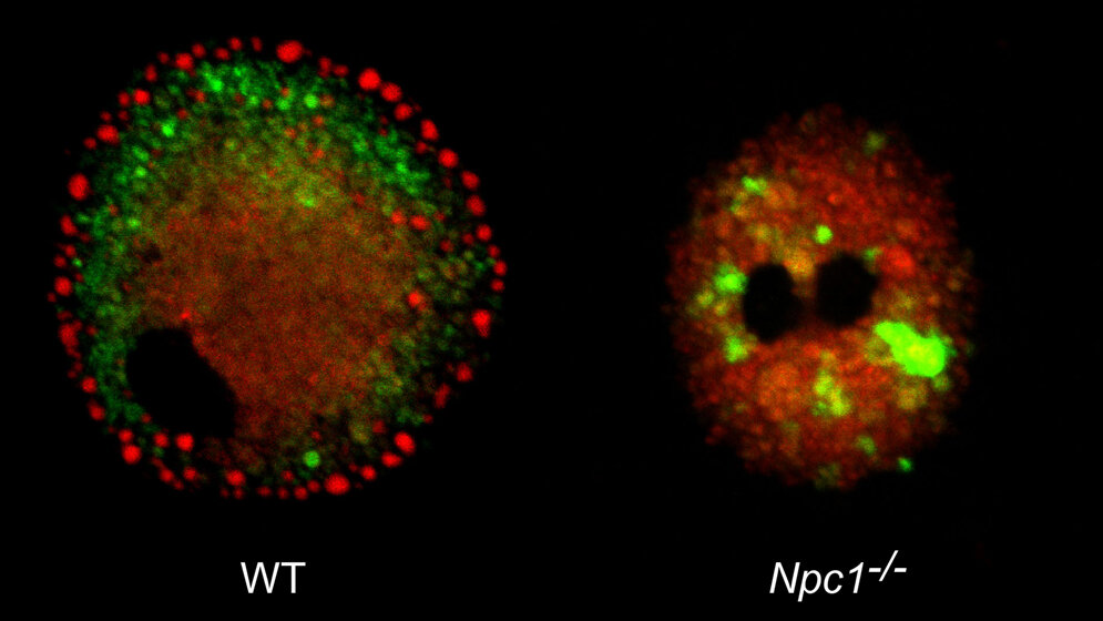 Mikroskopischer Blick auf Mikroglia