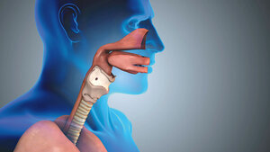 Schematische Schnittdarstellung des Kehlkopfes