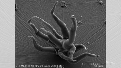 Seltene, bisher nicht bekannte Formen der Organismen 