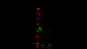 Titelbild zum Repetitorium zu immunologischen Verfahren: Western Blot