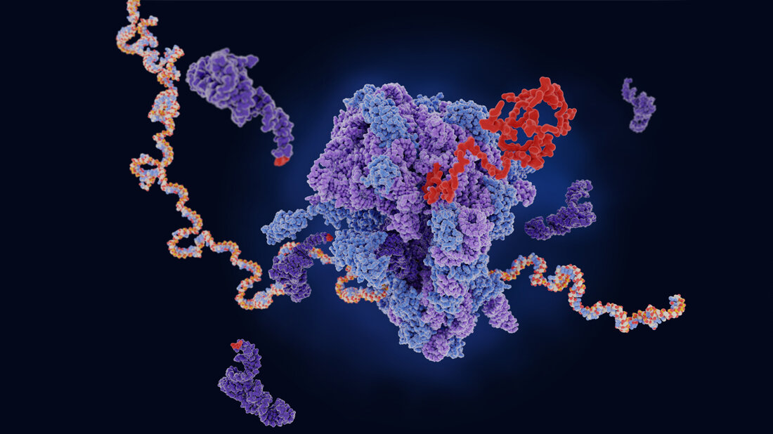 mRNA soll mehr Geheimnisse preisgeben