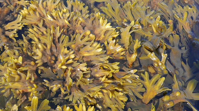 Alga_Fucus_vesiculosus-1.jpg Wirkstoff Hautkrebs Blasentang