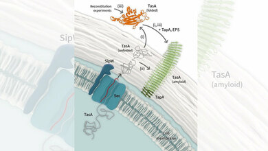 Bacillus subtilis Fibrillen Bildung 