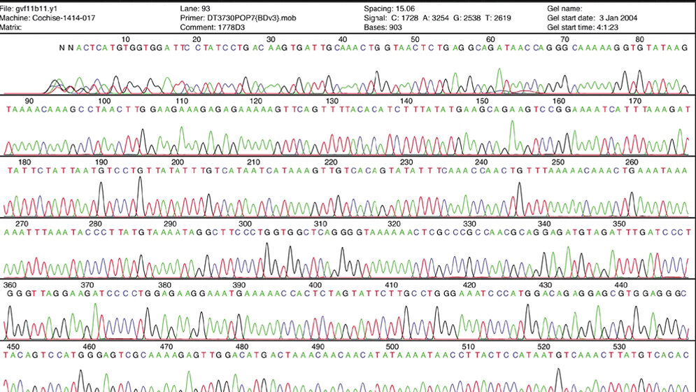 Chromatogramm einer Sequenzierung