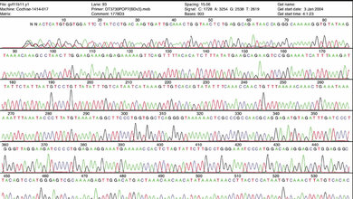 Chromatogramm einer Sequenzierung