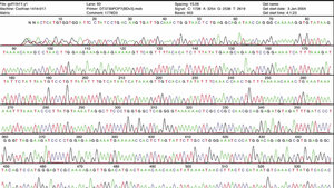 Chromatogramm einer Sequenzierung