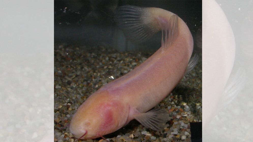 Der blinde Höhlenfisch Phreatichthys andruzzii