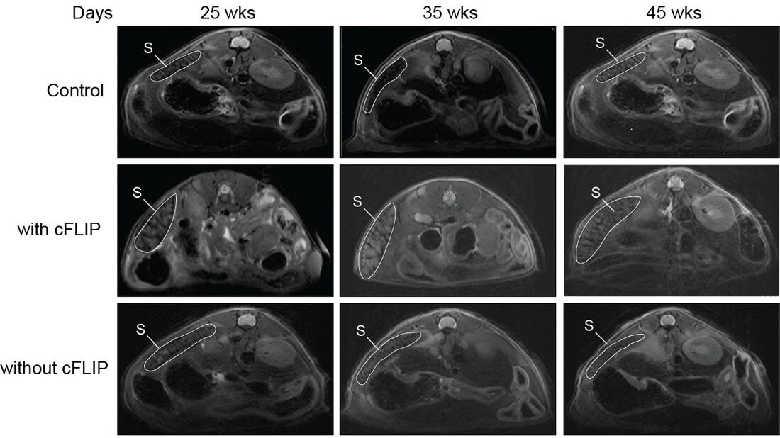 Scans von Mäusen im Zeitverlauf.