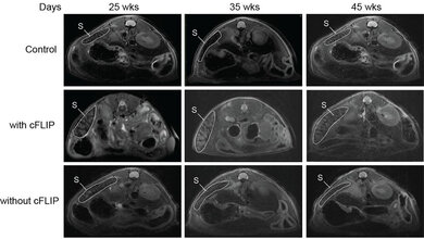 Scans von Mäusen im Zeitverlauf.