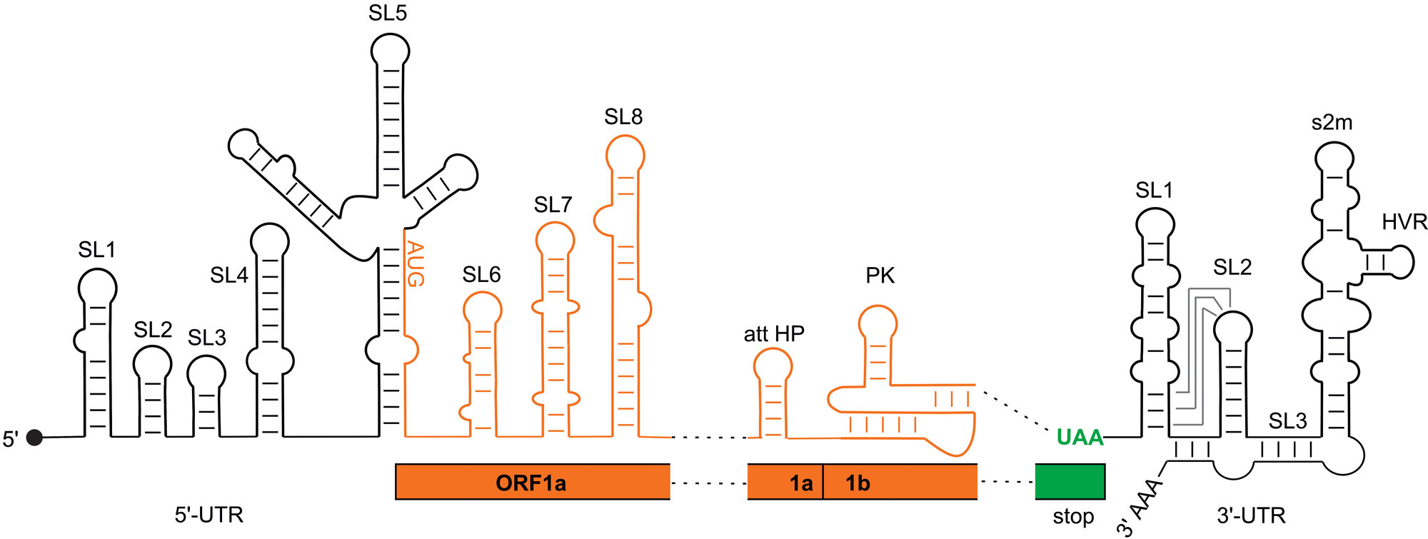 Regulatorische RNA-Elemente des SARS-CoV-2-Genoms