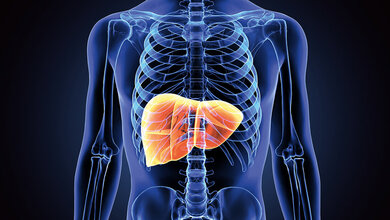 Transparente 3D-Abbildung des Thorax mit farblich hervorgehobener Leber 