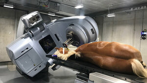 Radiotherapy in Veterinary Medicine
