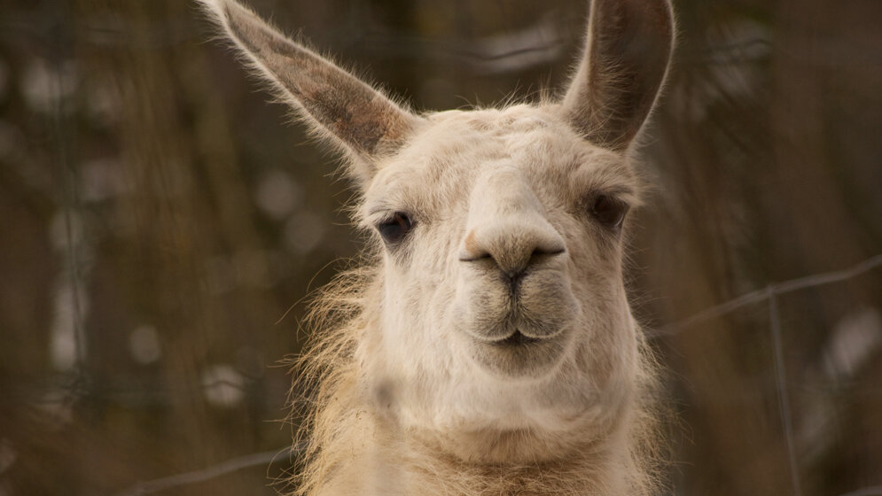 Lama