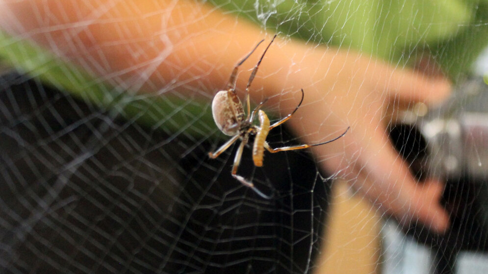Spinnenseide 