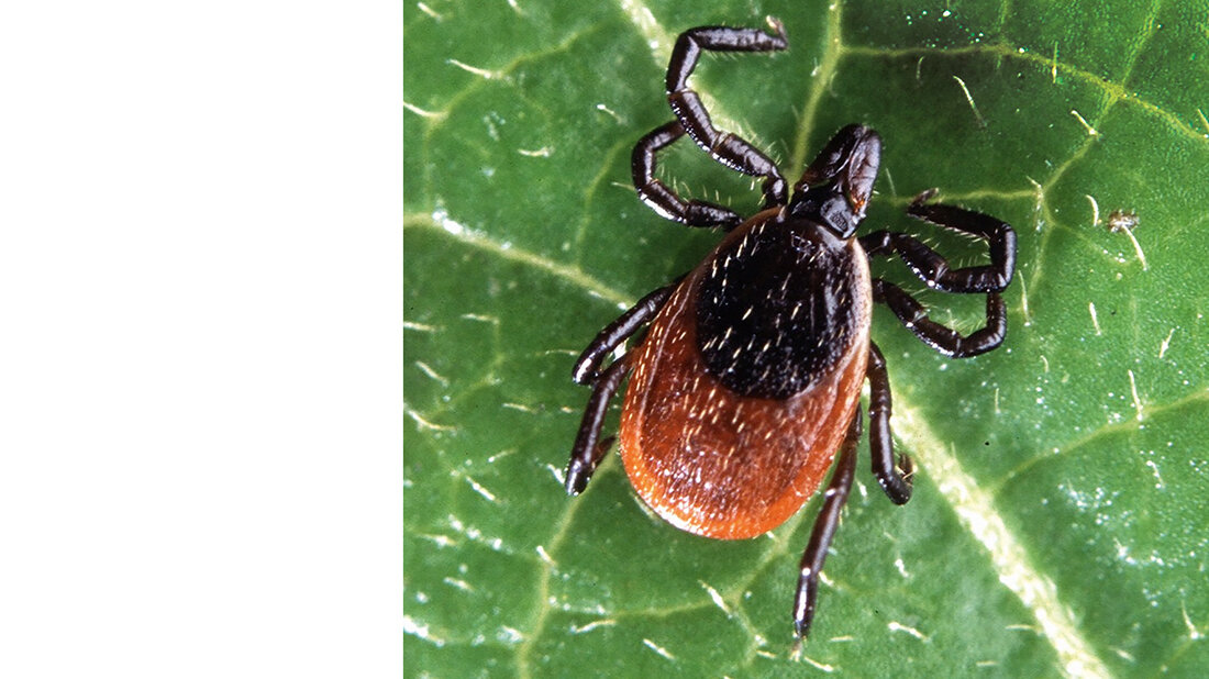 Titelbild zum Fachbeitrag über die Powassan-Virus-Infektion