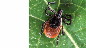 Titelbild zum Fachbeitrag über die Powassan-Virus-Infektion