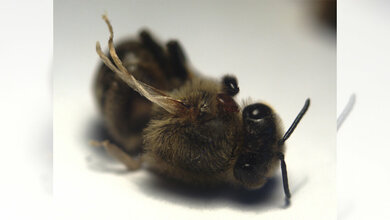 Biene mit Krüppelflügelvirus