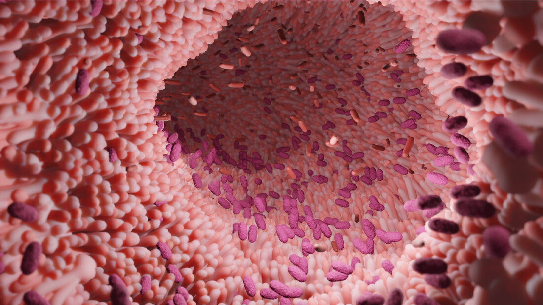 Darm mit Firmicutes und Bacteroidetes Bakterien