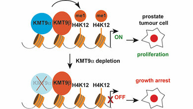 Histon-Methyltransferase KMT9 