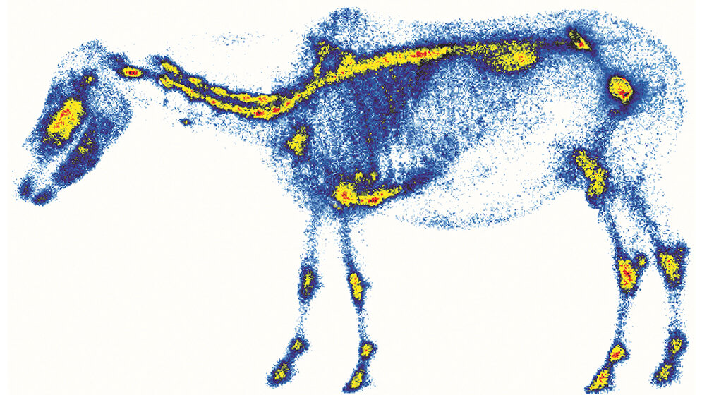 Radiologie in der Pferdemedizin