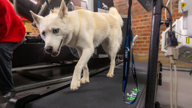 Husky-Mischling Suri auf dem Laufband.