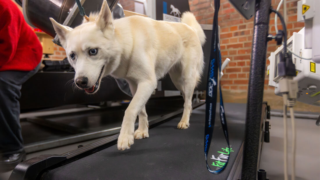 Husky-Mischling Suri auf dem Laufband.