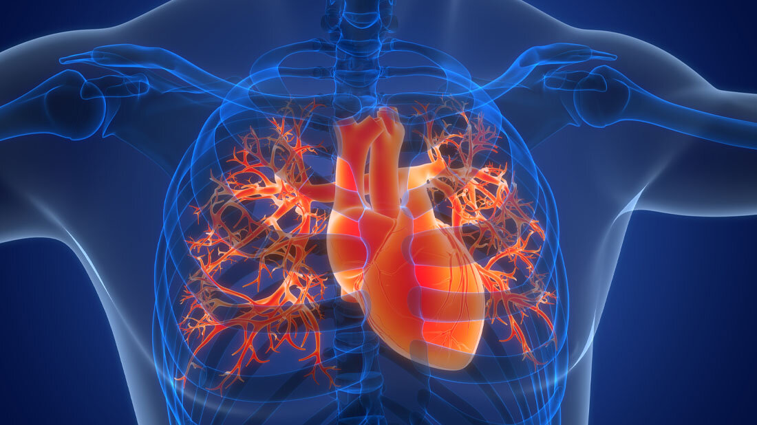 Herz_Biomolekuele.jpg Abbildung eines menschlichen Herzes