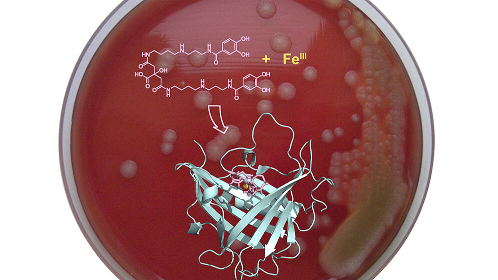 Indem_ein_spezieller_Eisen_Komplexbildner_neutralisiert_wird_kann_der_Anthrax_Bazillus_kein_Eisen_mehr_aufnehmen_Bild_Skerra_TUM.jpg Anthrax