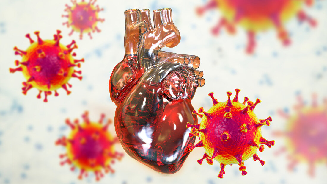 Abbildung eines menschlichen Herzes, das von SARS-CoV-2 umrahmt ist