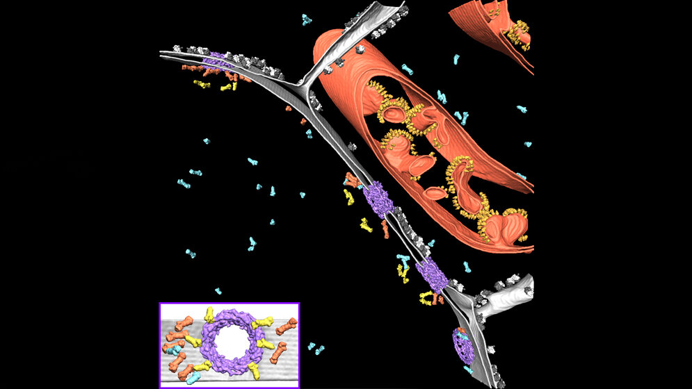 Kryo_Elektronentomogramms_Benjamin_Engel_MPI_fuer_Biochemie.jpg Kryo-Elektronentomogramms