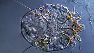 Sexually Transmitted Diseases (III)