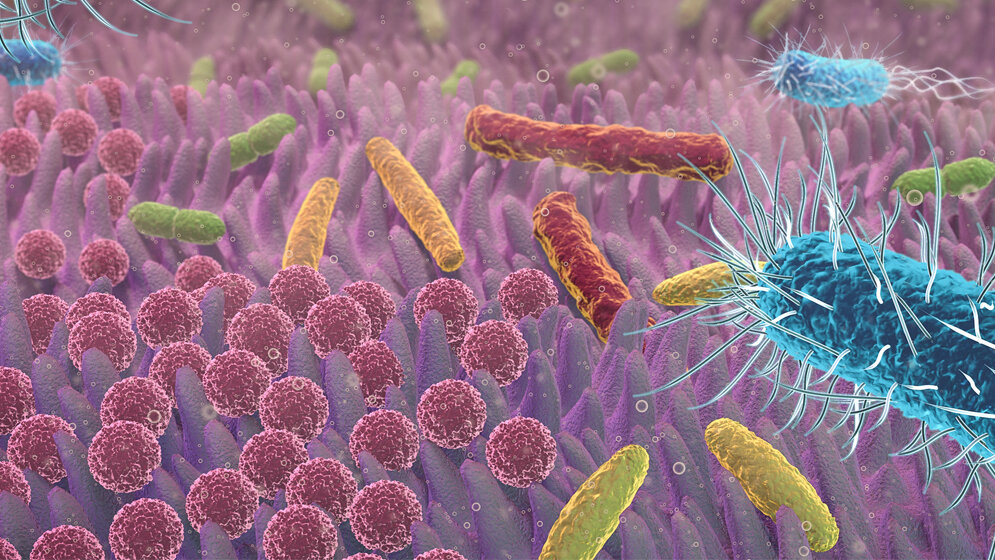 Butyrat-bildende Bakterien 