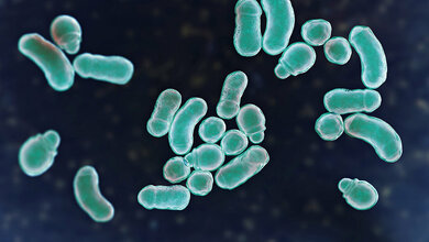 Titelbild des Fachbeitrags über Malassezia-Hefen