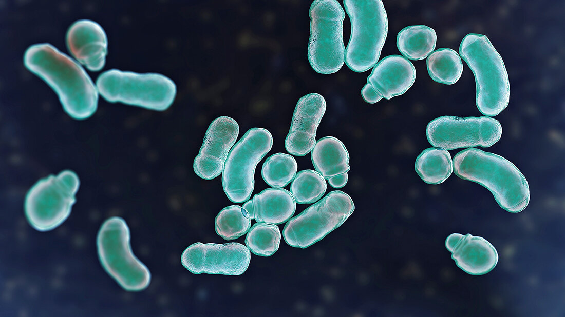 Titelbild des Fachbeitrags über Malassezia-Hefen