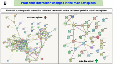 Überblick über die potentiellen Protein-Protein-Interaktionsmuster 