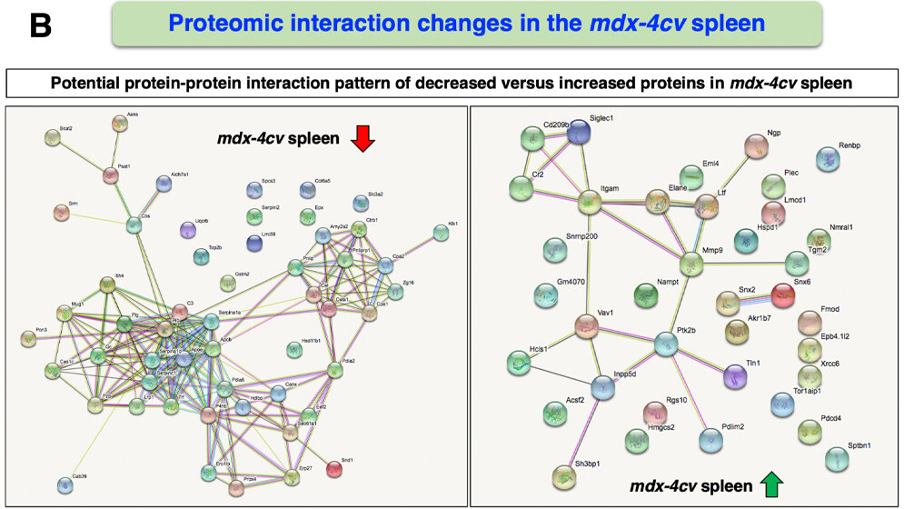 Ueberblick_ueber_die_potenziellen_Protein_Protein_Interaktionsmuster_Maynooth_University.jpg Überblick über die potentiellen Protein-Protein-Interaktionsmuster