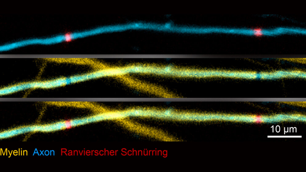 Markierungssubstanzen 