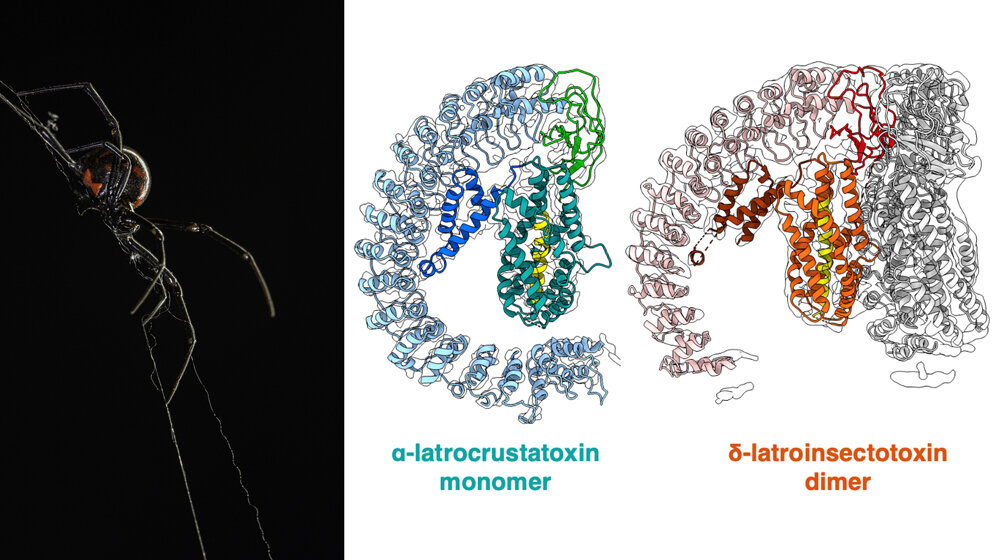 Toxine der Schwarzen Witwe
