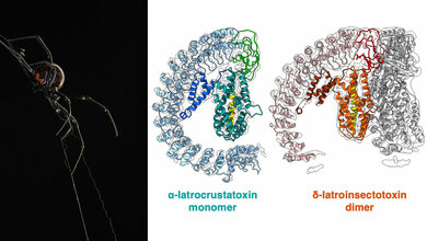Toxine der Schwarzen Witwe