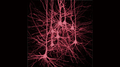 Nervenzellen in der Hirnrinde
