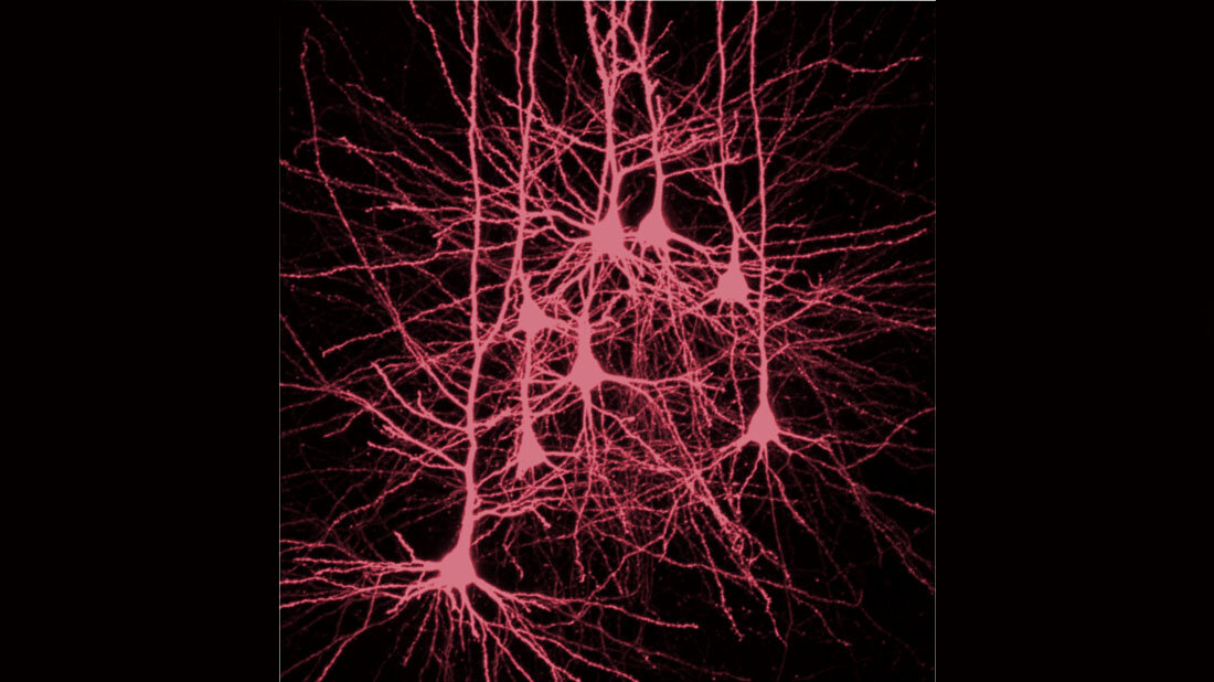 Nervenzellen in der Hirnrinde