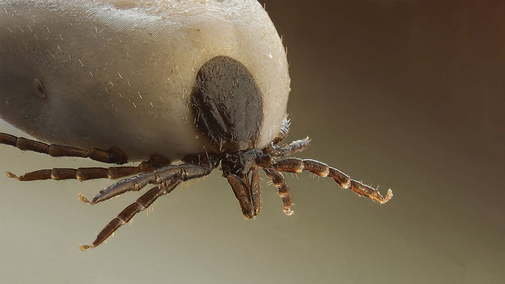 Bildung Streifzug der Zecken mit gesundheit‧lichen Folgen