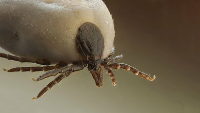 Streifzug der Zecken mit gesundheit‧lichen Folgen