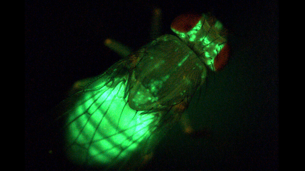 green fluorescent protein