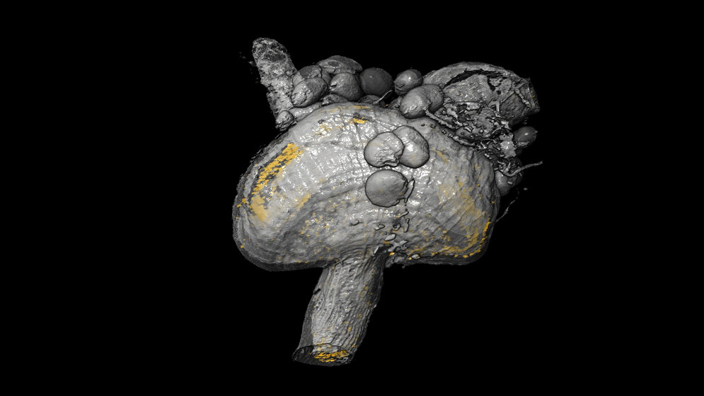 3D-Modell des Proventrikulus