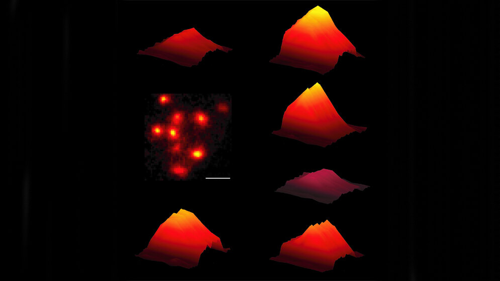 Ca2+-Signale von Haarzellsynapsen der Maus