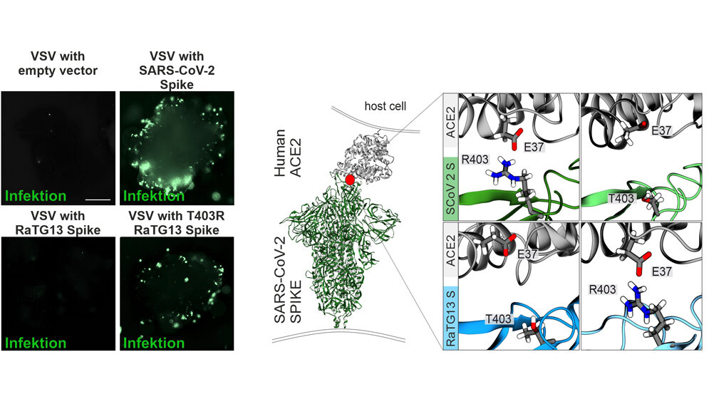 fluoreszenzmikroskopische Aufnahmen zeigen die Infektion von Darm-Organoiden