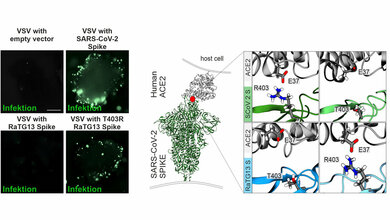 fluoreszenzmikroskopische Aufnahmen zeigen die Infektion von Darm-Organoiden