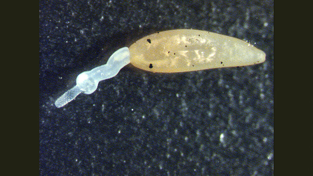 Kratzwurm_Bersau_Uni_Bonn.jpg Kratzwurm