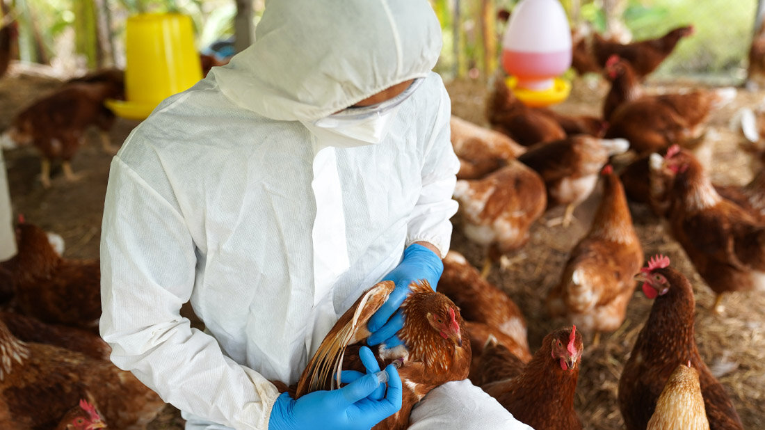 Impfung gegen Vogelgrippe